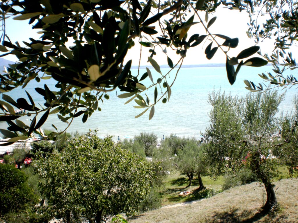 olio del garda