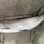 Il lavarello o coregone: il salmonide del Lago di Garda